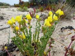 Image of Linaria bipunctata (L.) Chaz.