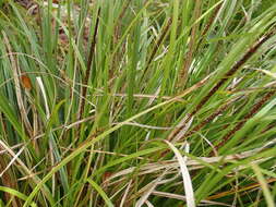 Image de Carex uncinata L. fil.