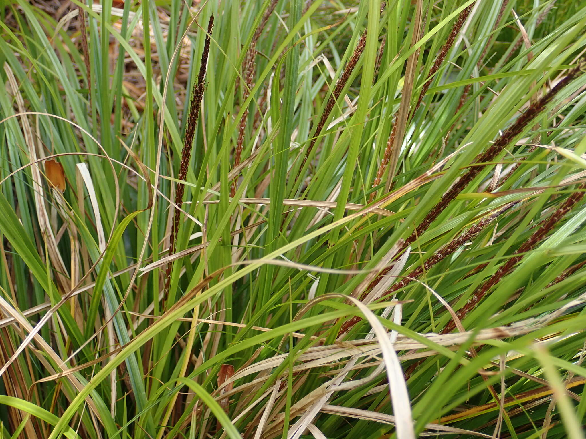 Image de Carex uncinata L. fil.