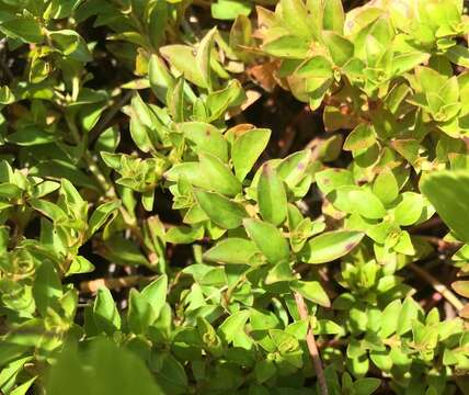 Image de Ludwigia microcarpa Michx.