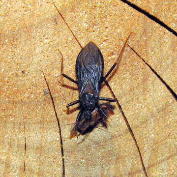 Image of Masked Hunter