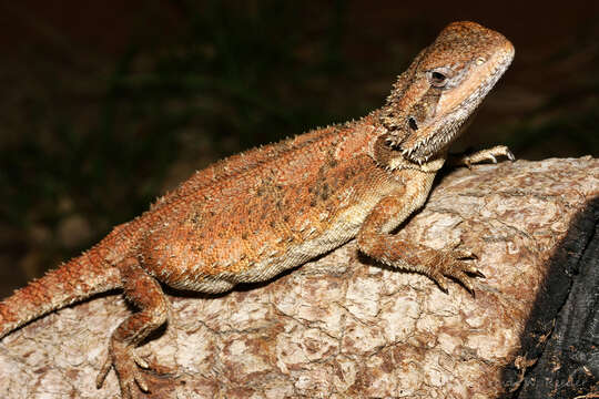 Imagem de Pogona microlepidota (Glauert 1952)