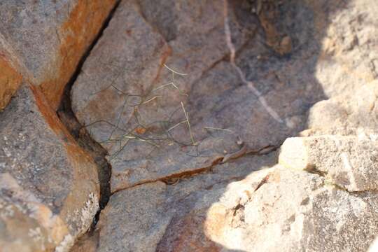 Image of Drimia intricata (Baker) J. C. Manning & Goldblatt