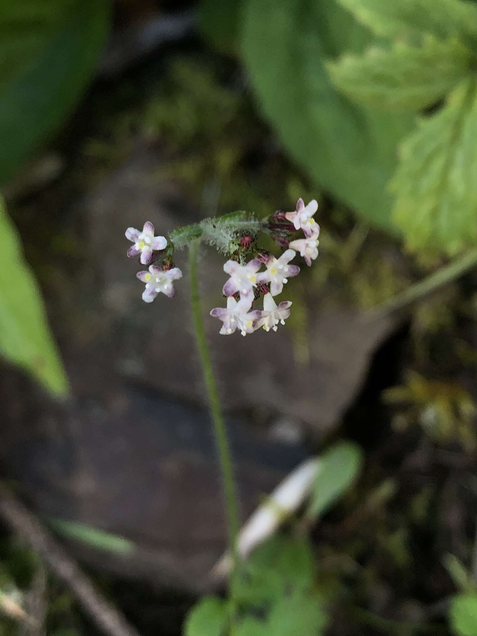 Image of Triplostegia glandulifera Wall.