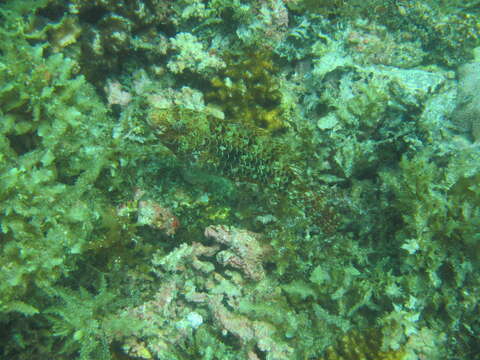 Image of Loosetooth parrotfish