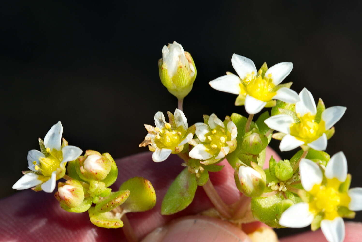 Image of Crassula pellucida subsp. spongiosa Tölken