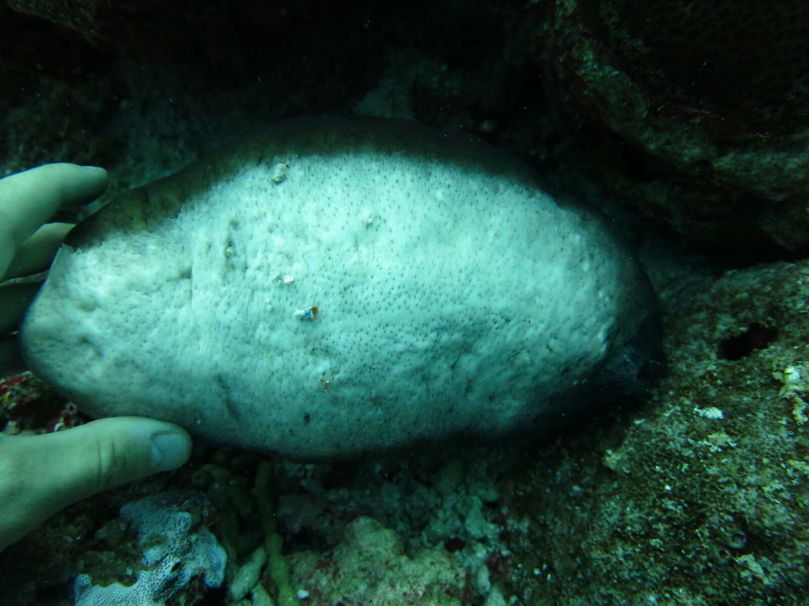 Image de Actinopyga lecanora (Jaeger 1833)