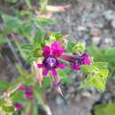 Image of Cuphea caesariata S. A. Graham