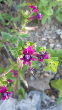 Image of Cuphea caesariata S. A. Graham