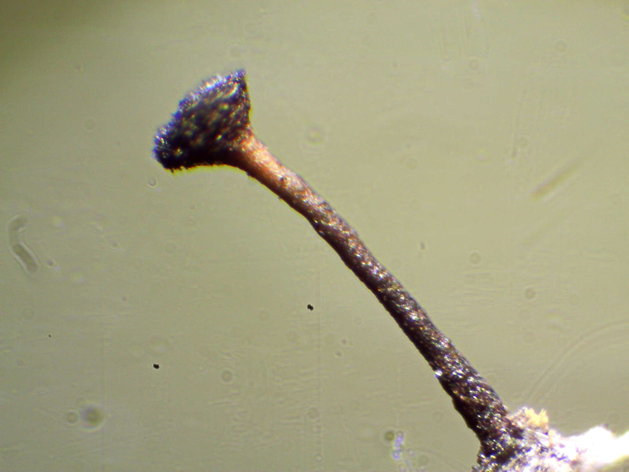 Image of mycocalicium lichen