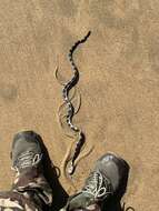 Image of Small-headed or McDowell’s seasnake