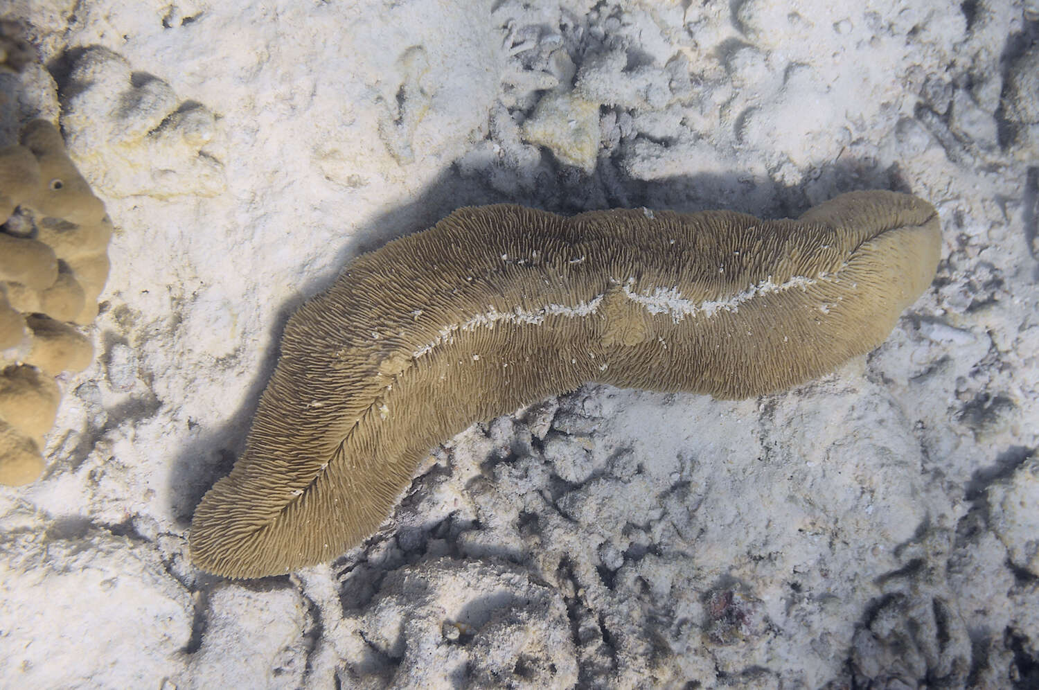 Image of Slipper coral