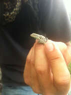 Image of Texas Tree Lizard