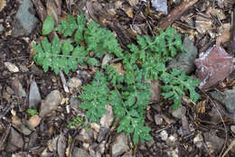 Imagem de Hydrophyllum occidentale (S. Wats.) A. Gray