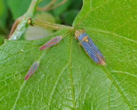 Oncometopia (Oncometopia) nigricans (Walker & F. 1851) resmi