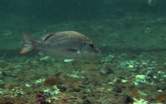 Image of Gorean Snapper