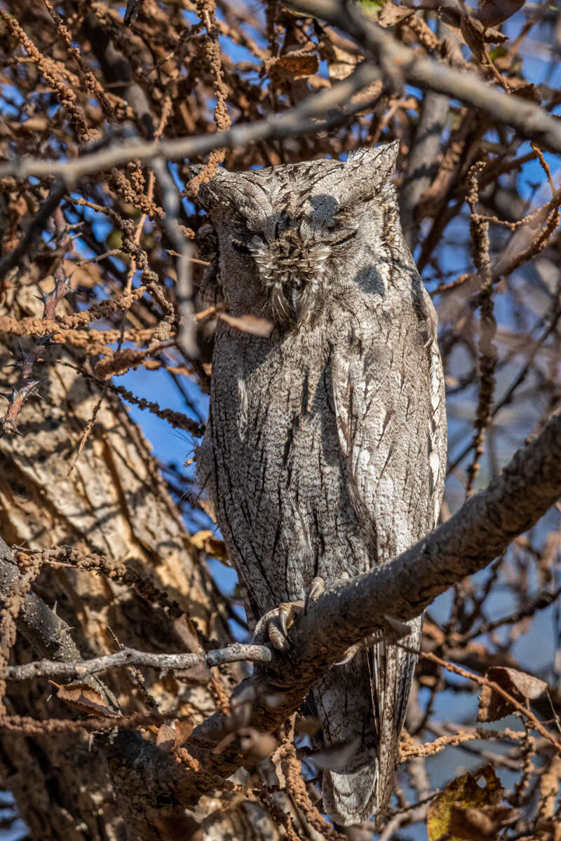 Image of Pallid Scops Owl