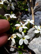 صورة Lobelia macrodon (Hook. fil.) Lammers