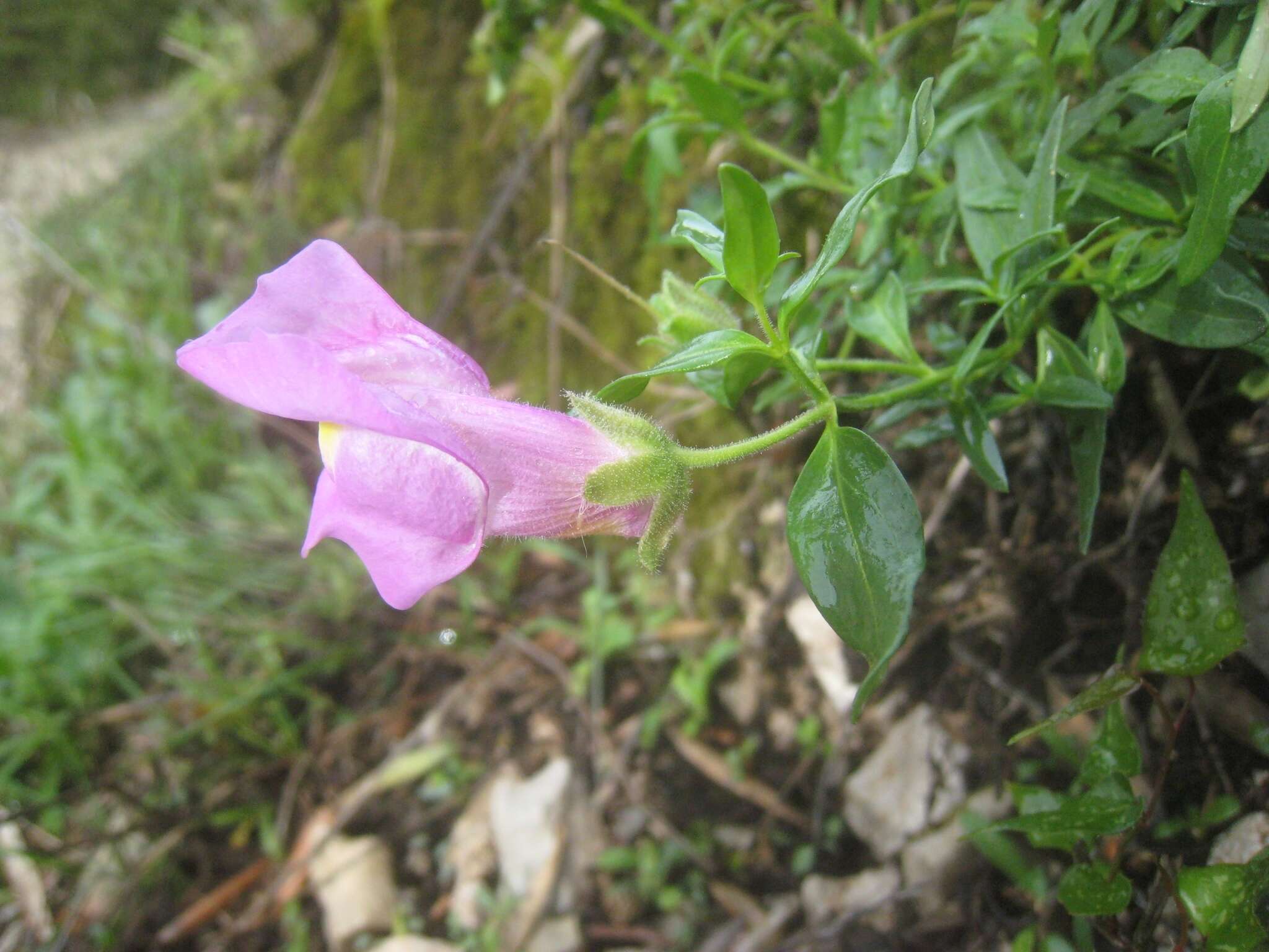 صورة Antirrhinum linkianum Boiss. & Reuter