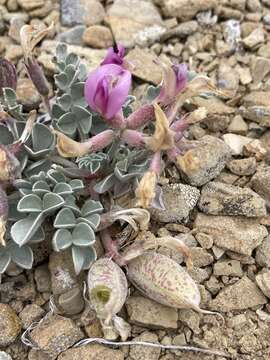 Image of cicada milkvetch