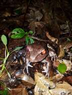 Image of Savage's Thin-toed Frog