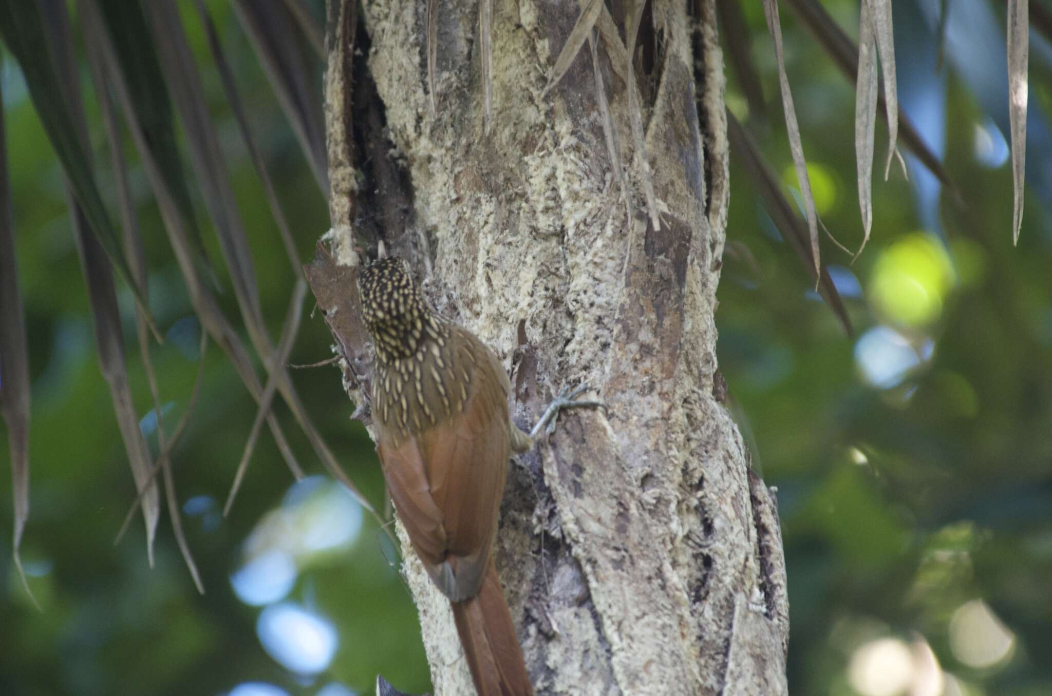 Imagem de Xiphorhynchus flavigaster Swainson 1827