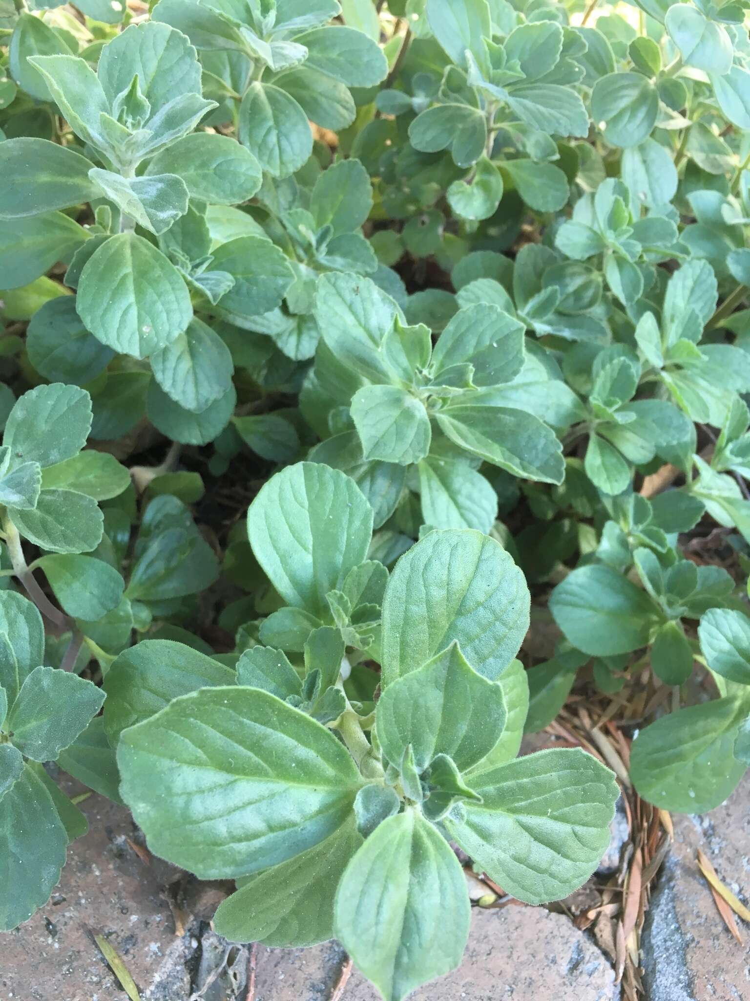 Image de Plectranthus neochilus Schltr.