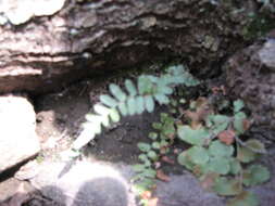 Plancia ëd Polystichum acrostichoides (Michx.) Schott