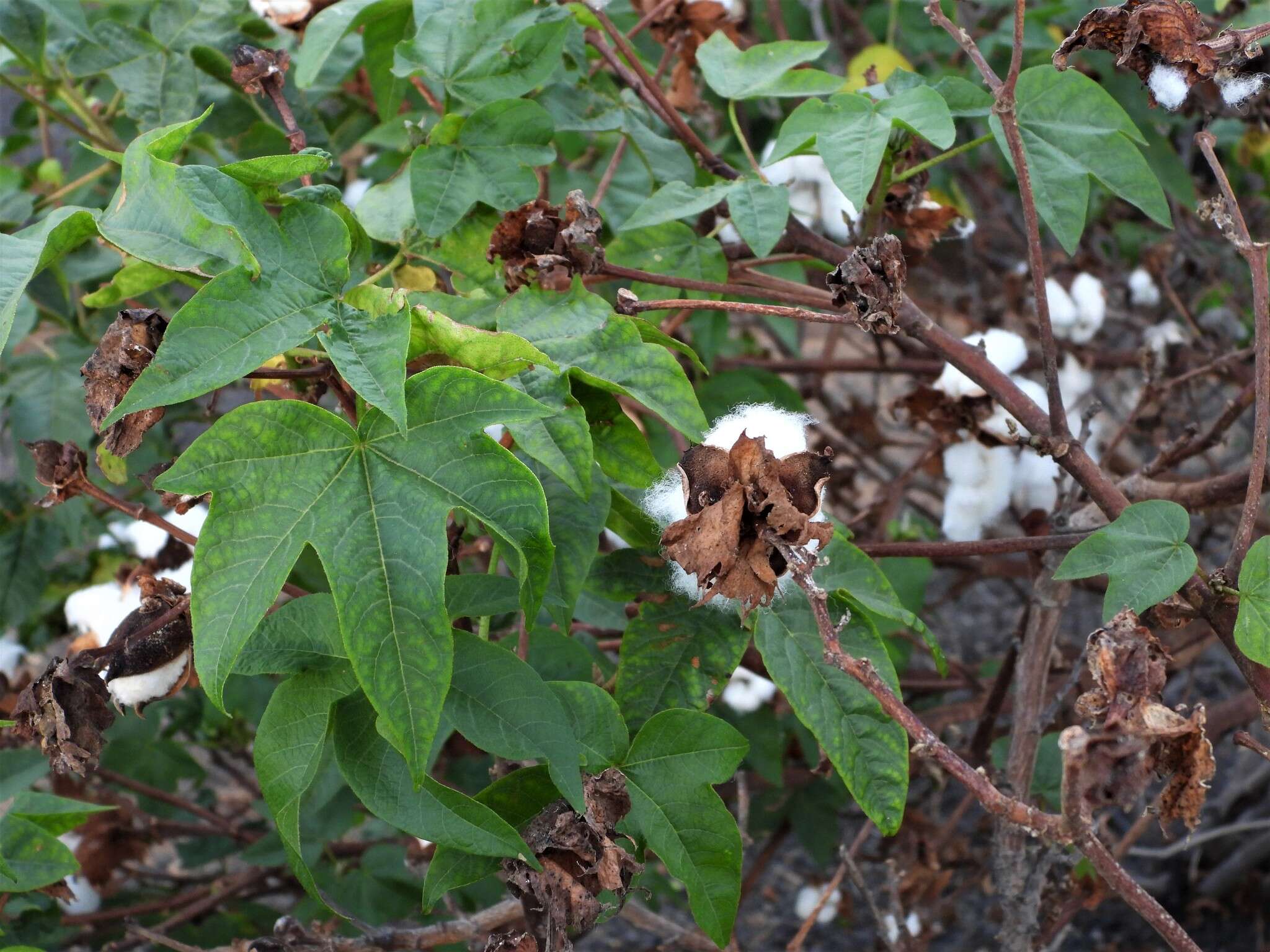 Imagem de Gossypium herbaceum L.