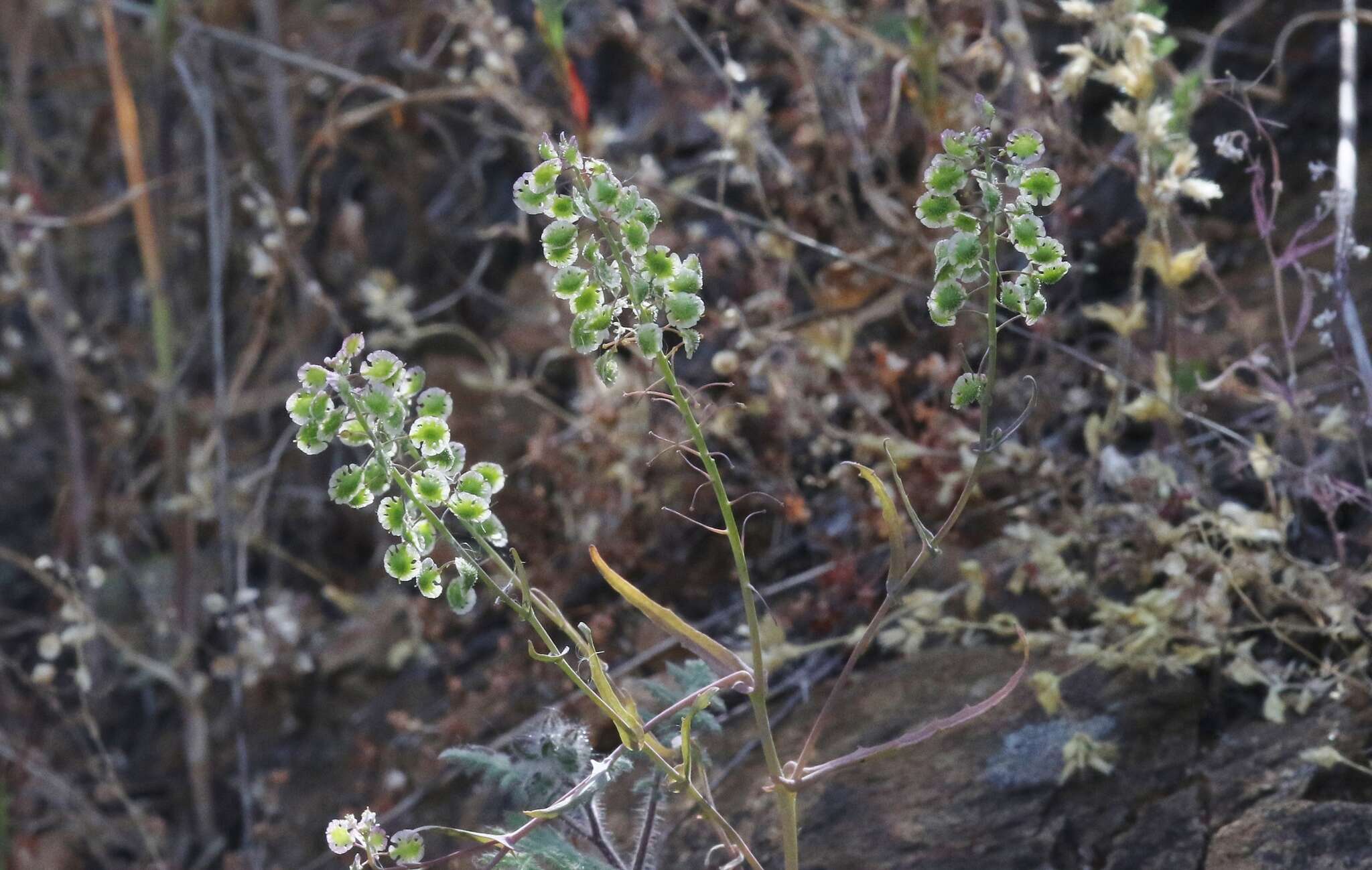 Image of Santa Cruz Island fringepod