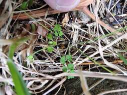 Imagem de Chaerophyllum ramosum (Hook. fil.) K. F. Chung