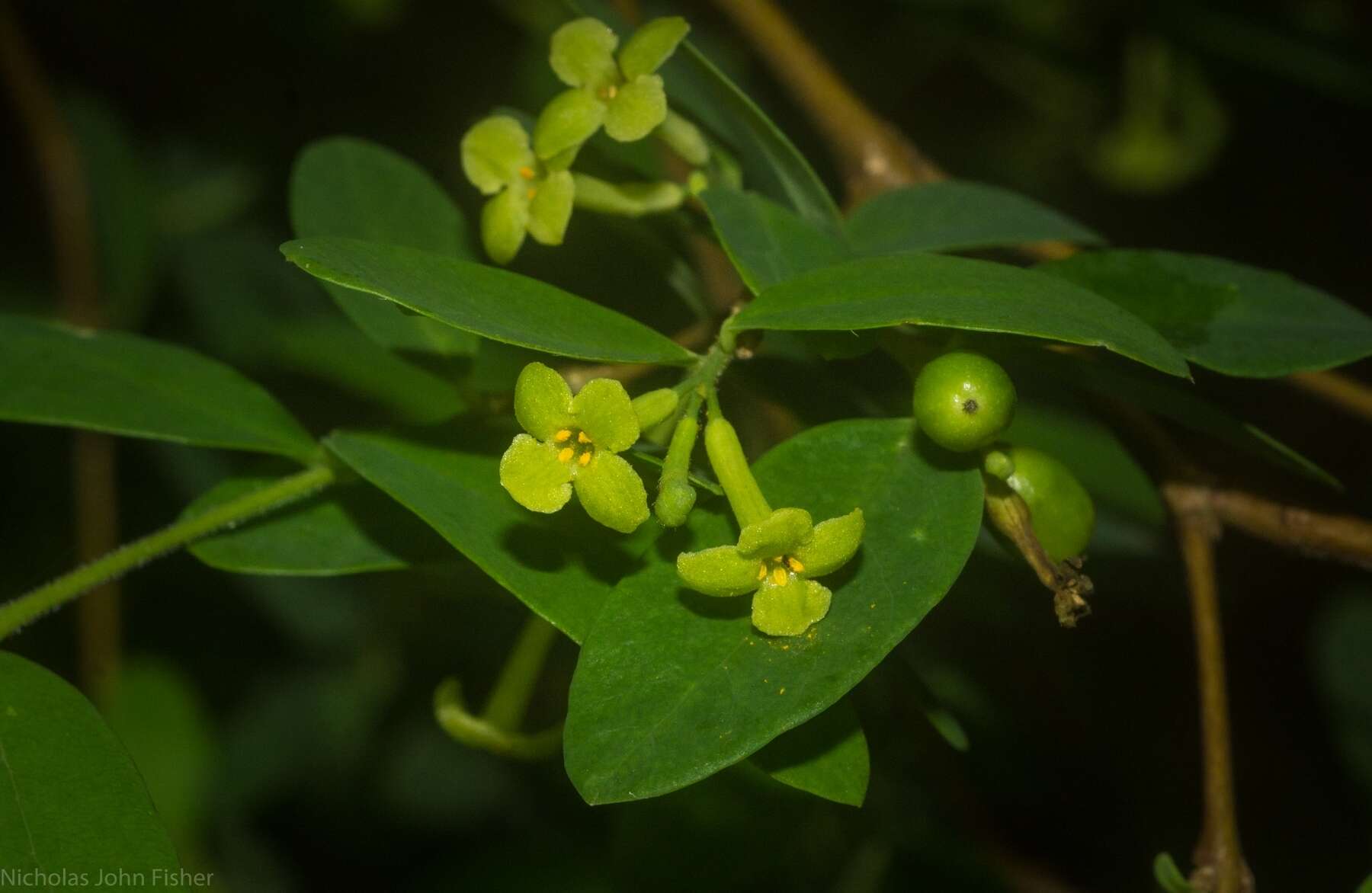 Image of Wikstroemia indica (L.) C. Meyer