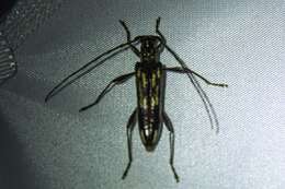 Image of Coptocercus rubripes (Boisduval 1835)