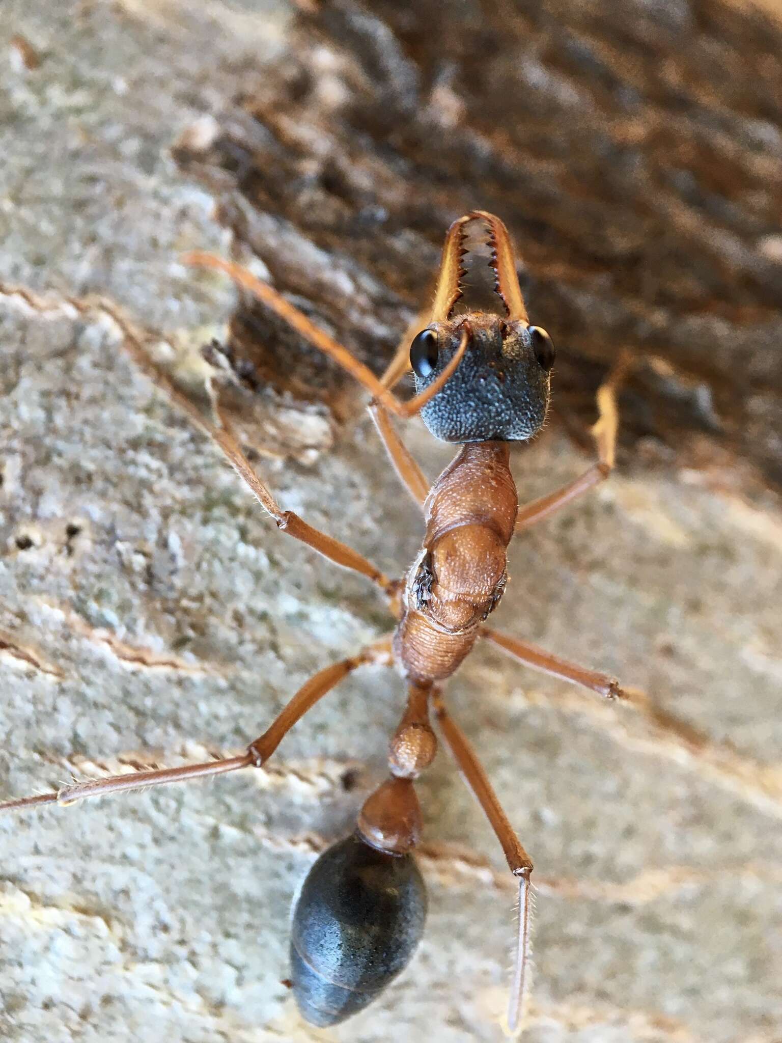 صورة Myrmecia desertorum Wheeler 1915