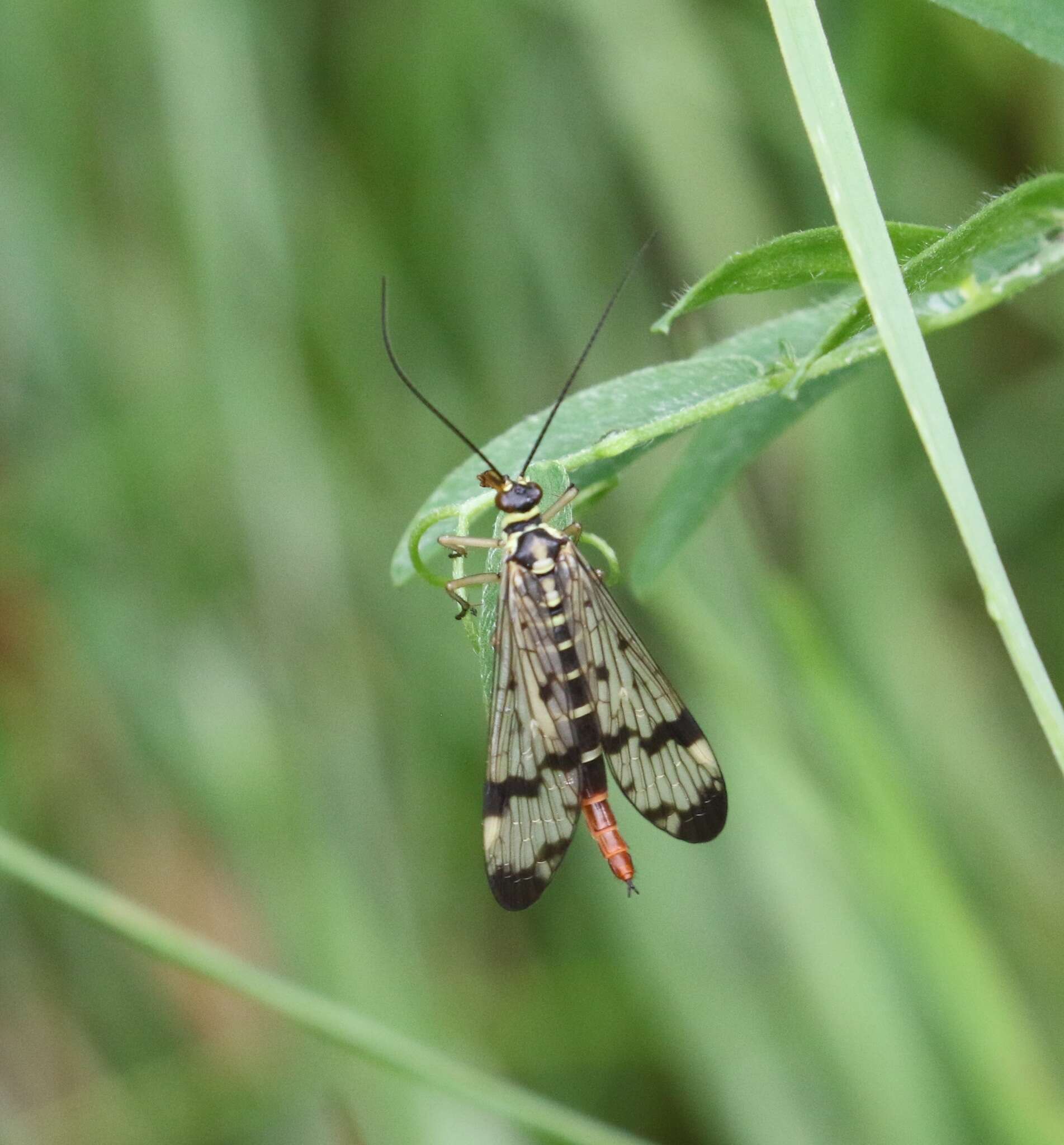 Слика од Panorpa communis Linnaeus 1758