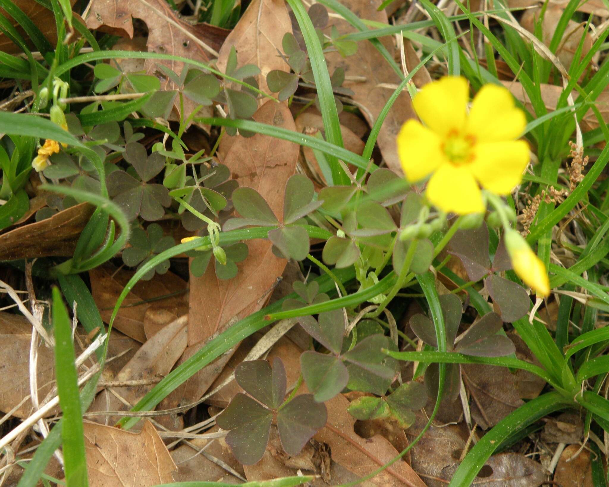 Sivun Oxalis priceae subsp. texana (Small) Eiten kuva