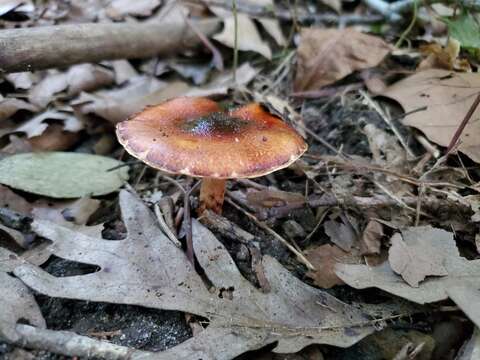 Limacella delicata (Fr.) Earle ex Konr. & Maubl. 1930 resmi