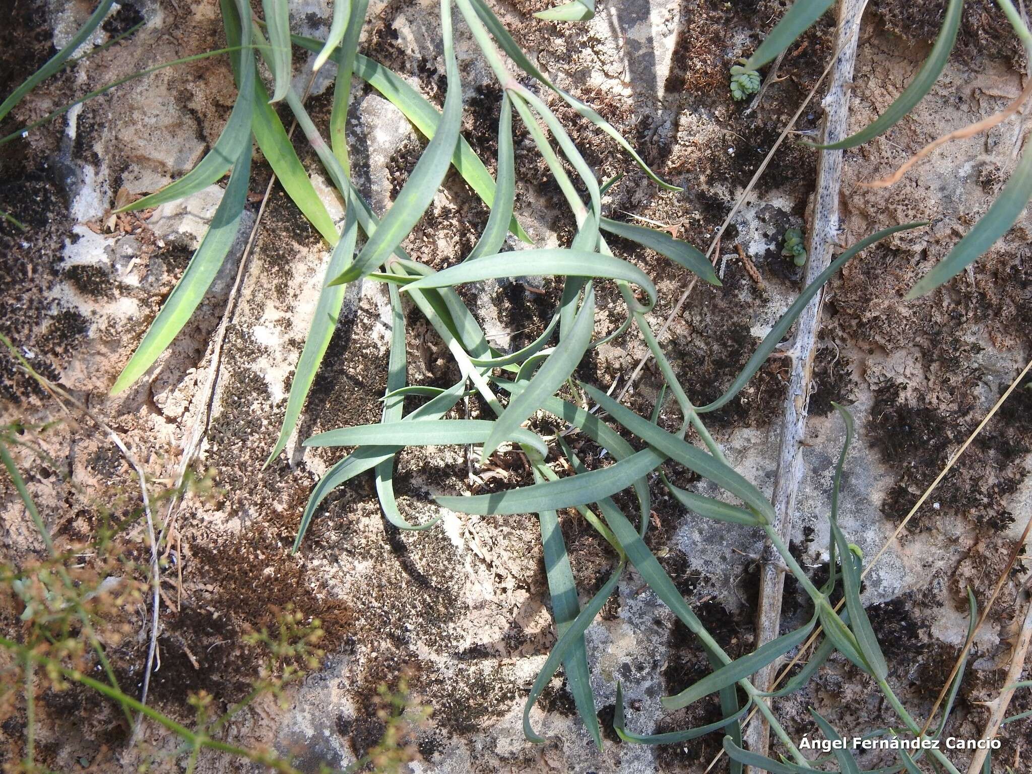 Image of Centranthus lecoqii Jordan