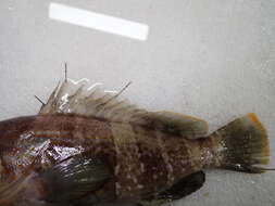 Image of Banded Grouper