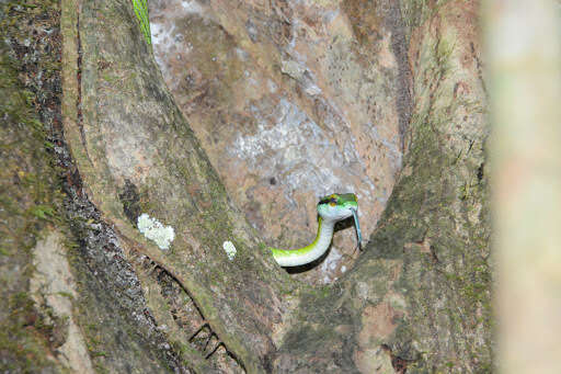 Image of Green Parrot Snake