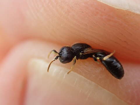 صورة Hylaeus cornutus Curtis 1831