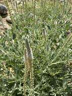 Image of Reseda aucheri Boiss.