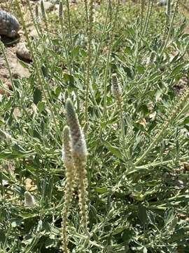 Image of Reseda aucheri Boiss.