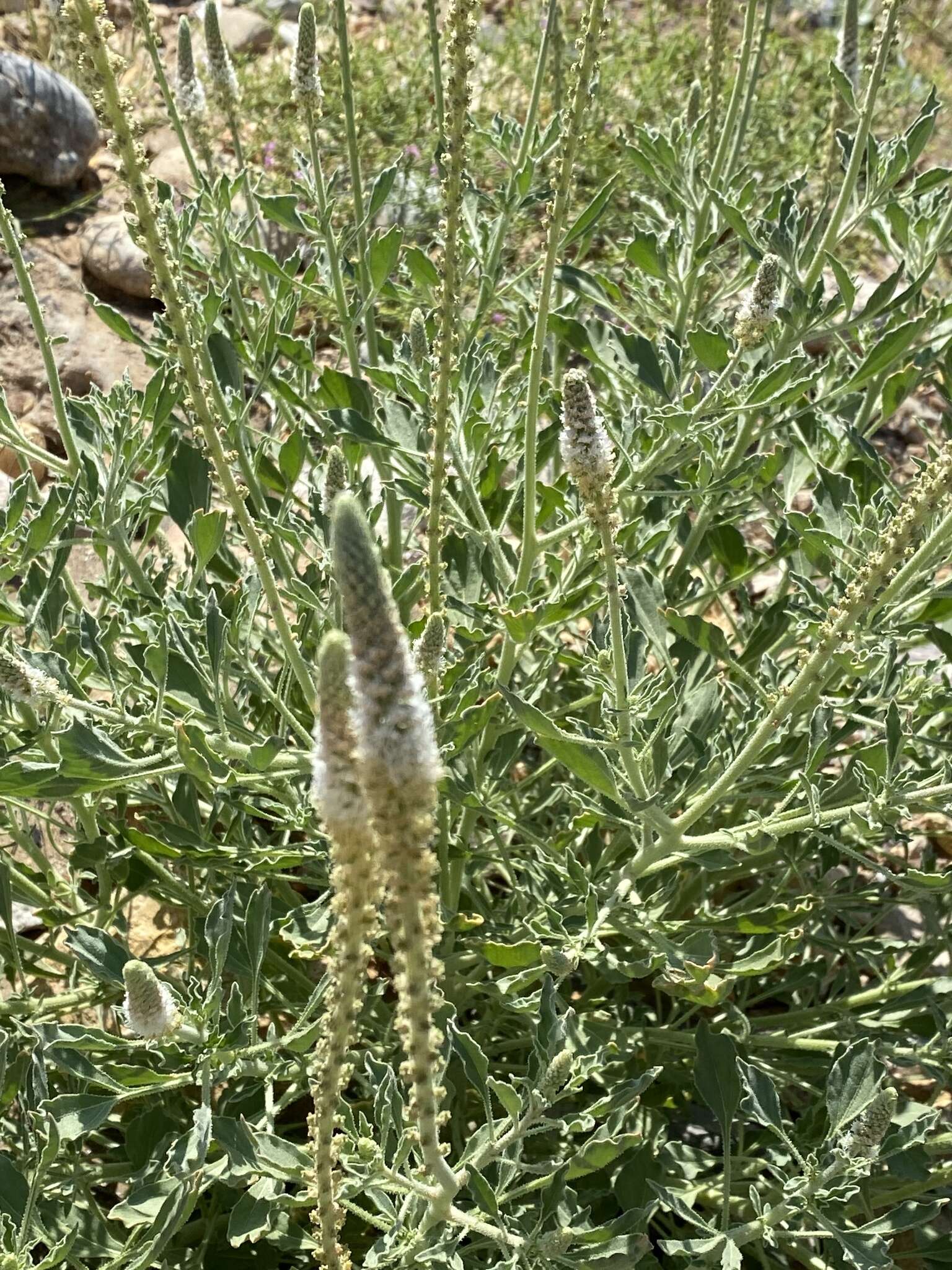 Image of Reseda aucheri Boiss.