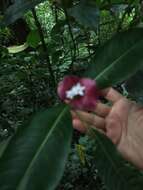 Palicourea elata (Sw.) Borhidi resmi