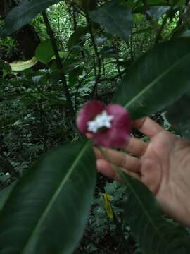 Image de Palicourea elata (Sw.) Borhidi