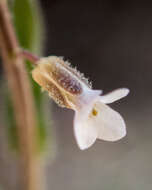 Image of Holboell's rockcress