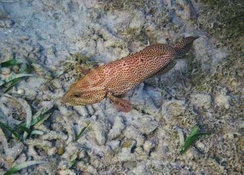 Image of Coney Barbados