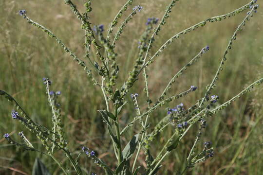 Plancia ëd Boraginaceae