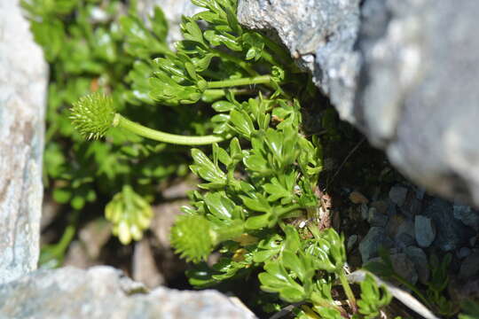 Image of Ranunculus sericophyllus Hook. fil.